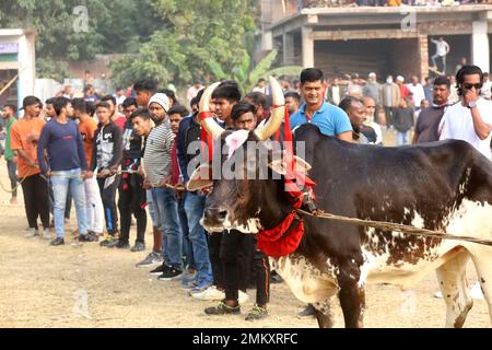 Nawabgonj, Dhaka, Bangladesh. 29th Jan, 2023. Local people participate in a cow chasing game in Nawabganj of Dhaka. Cow chasing is a traditional sport in many villages of Bangladesh. Here many people tie a large rope around the bull's neck and keep it together and excite the bull by sticks, red cloth and bursting crackers. People on both sides chased the cow shouting. In the middle of the field, the people let go of the rope and started running after the cow. . Credit: ZUMA Press, Inc./Alamy Live News Stock Photo