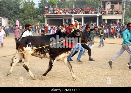 Nawabgonj, Dhaka, Bangladesh. 29th Jan, 2023. Local people participate in a cow chasing game in Nawabganj of Dhaka. Cow chasing is a traditional sport in many villages of Bangladesh. Here many people tie a large rope around the bull's neck and keep it together and excite the bull by sticks, red cloth and bursting crackers. People on both sides chased the cow shouting. In the middle of the field, the people let go of the rope and started running after the cow. . Credit: ZUMA Press, Inc./Alamy Live News Stock Photo