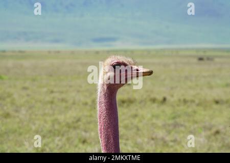 Ngorongoro crater safari Stock Photo
