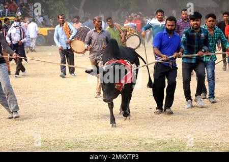 Nawabgonj, Dhaka, Bangladesh. 29th Jan, 2023. Local people participate in a cow chasing game in Nawabganj of Dhaka. Cow chasing is a traditional sport in many villages of Bangladesh. Here many people tie a large rope around the bull's neck and keep it together and excite the bull by sticks, red cloth and bursting crackers. People on both sides chased the cow shouting. In the middle of the field, the people let go of the rope and started running after the cow. . Credit: ZUMA Press, Inc./Alamy Live News Stock Photo