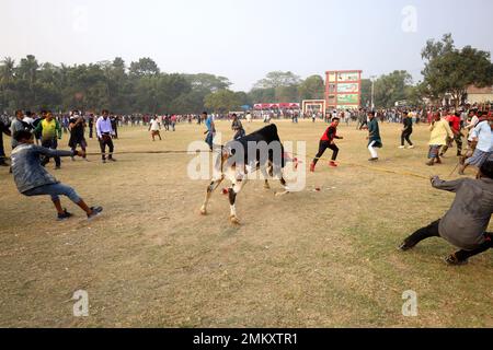 Nawabgonj, Dhaka, Bangladesh. 29th Jan, 2023. Local people participate in a cow chasing game in Nawabganj of Dhaka. Cow chasing is a traditional sport in many villages of Bangladesh. Here many people tie a large rope around the bull's neck and keep it together and excite the bull by sticks, red cloth and bursting crackers. People on both sides chased the cow shouting. In the middle of the field, the people let go of the rope and started running after the cow. . Credit: ZUMA Press, Inc./Alamy Live News Stock Photo