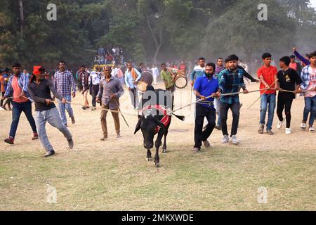 Nawabgonj, Dhaka, Bangladesh. 29th Jan, 2023. Local people participate in a cow chasing game in Nawabganj of Dhaka. Cow chasing is a traditional sport in many villages of Bangladesh. Here many people tie a large rope around the bull's neck and keep it together and excite the bull by sticks, red cloth and bursting crackers. People on both sides chased the cow shouting. In the middle of the field, the people let go of the rope and started running after the cow. . Credit: ZUMA Press, Inc./Alamy Live News Stock Photo