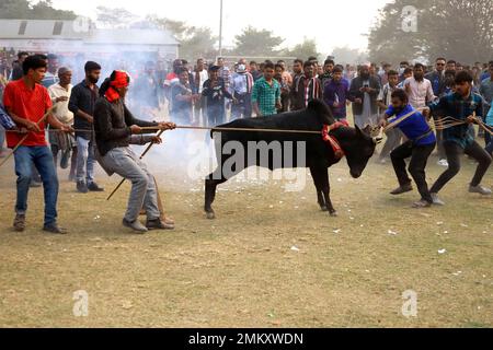 Nawabgonj, Dhaka, Bangladesh. 29th Jan, 2023. Local people participate in a cow chasing game in Nawabganj of Dhaka. Cow chasing is a traditional sport in many villages of Bangladesh. Here many people tie a large rope around the bull's neck and keep it together and excite the bull by sticks, red cloth and bursting crackers. People on both sides chased the cow shouting. In the middle of the field, the people let go of the rope and started running after the cow. . Credit: ZUMA Press, Inc./Alamy Live News Stock Photo