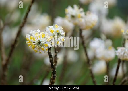 Edgeworthia chrysantha, paperbush, mitsumata, paper bush, deciduous shrub, numerous small yellow flowers in late winter Stock Photo