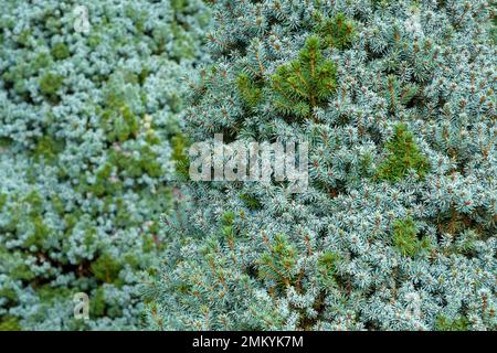 Picea glauca albertiana Alberta Blue, Alberta spruce Alberta Blue, bushy dwarf conifer, with blue-grey needles Stock Photo