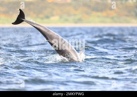 Wild  bottlenose dolphins Tursiops truncatus breaching close to the shore while wild hunting for salmon  at Channory point on the Blackisle Stock Photo