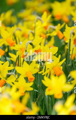 Narcissus Jetfire, daffodil Jetfire, Narcissus cyclamineus Jet Fire, bulbous perennial, yellow, reflexed perianth segments. orange trump Stock Photo