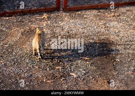 Yard cat is walking in the street on a sunny day reflection shadow copy space Stock Photo