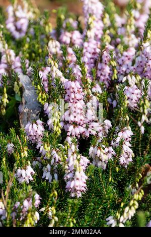 Erica darleyensis Margaret Porter, heather Margaret Porter, dwarf shrub, lilac-pink flowers, and dark pink anthers Stock Photo
