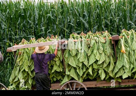 A View of an Amish Man Putting Harvested Tobacco on a Wagon to Bring To Barn for Drying on a Sunny Summer Day. Stock Photo