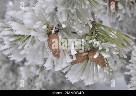 pine cone and needles covered with frost in Sicily, Etna National Park, Italy Stock Photo