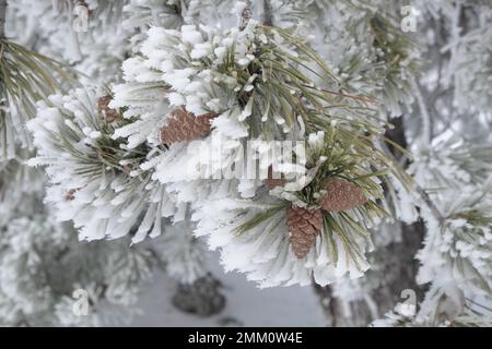 cones of pine tree and needles covered by frost in Sicily, Etna National Park, Italy Stock Photo