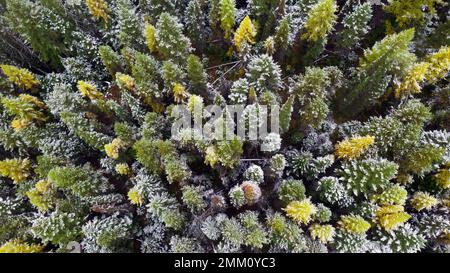 Aerial view of conifer forest with western larch after a snowstorm in fall. Kootenai National Forest, Montana. (Photo by Randy Beacham) Stock Photo