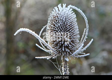 Frost settled on wild teasel. Stock Photo