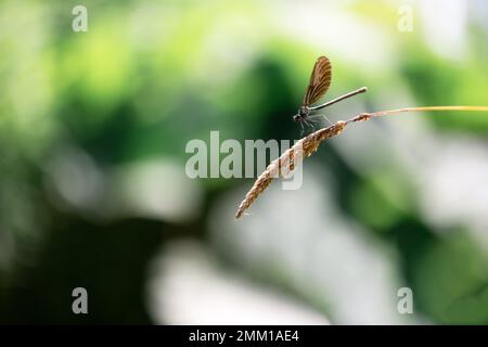 Beautiful nature scene with dragonfly hold on green twig. Macro photography Stock Photo