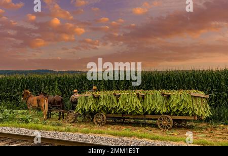 A View of an Amish Man Putting Harvested Tobacco on a Wagon to Bring To Barn for Drying on a Sunny Summer Day. Stock Photo