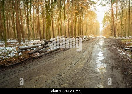 Muddy road in the forest with felled trees, autumn day, eastern Poland Stock Photo