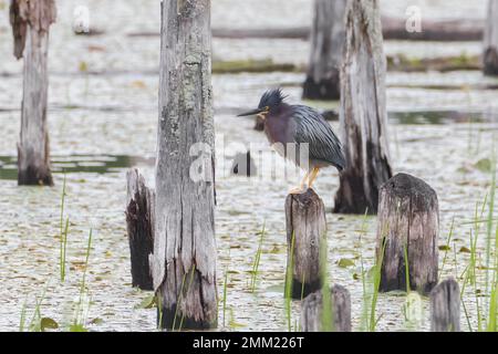 Green Heron fishing from submerged tree stump in swamp Stock Photo