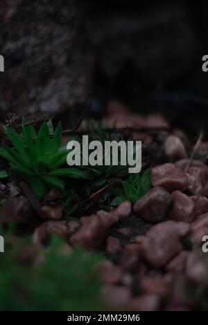 a green plant on stony ground Stock Photo - Alamy