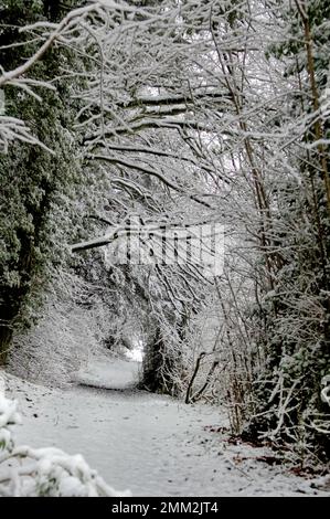 A wintry scene on the Hangers Way near Hawkley, Hampshire, England Stock Photo