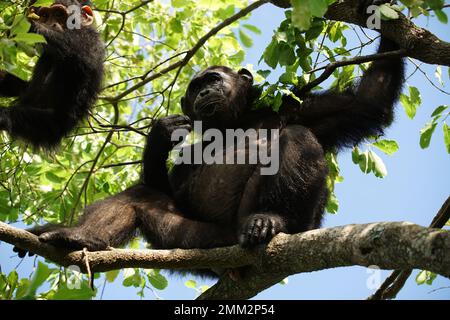 Wild chimpanzees in Gombe Stock Photo