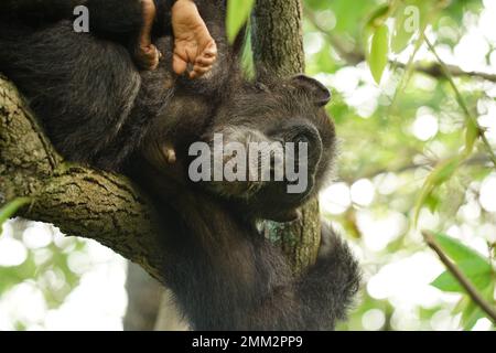 Wild chimpanzees in Gombe Stock Photo