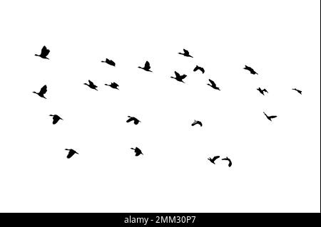 flock of birds backlit isolate Stock Photo