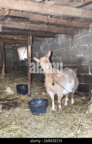A cute brown-white goat standing on a hay beside a pot and buckets in the stable. Stock Photo