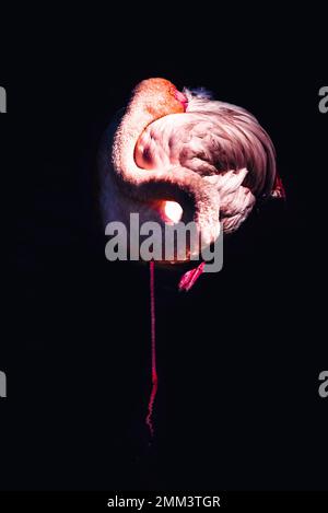 Pink flamingo resting on is back Stock Photo