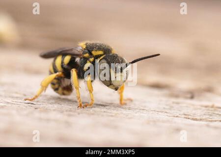 Detailed closeup on a smallwhite faced yellow male rotund resin bee, Anthidiellum strigatum , sitting on wood Stock Photo