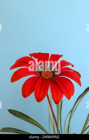 Vibrant red Gazania with delicate petals and yellow-orange stamens, colorful Gazania with green leaves on blue background, summer  blooming flower Stock Photo