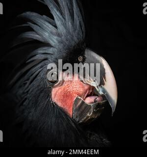 Portrait of a pet Black Palm Cockatoo.  Rare expensive and exotic pet Stock Photo