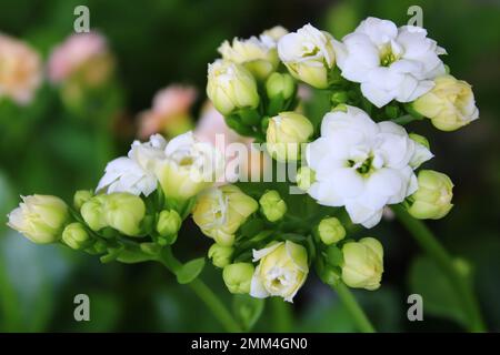 Kalanchoe blossfeldiana is an herbaceous and widely cultivated houseplant of the genus Kalanchoe, native to Madagascar. Stock Photo