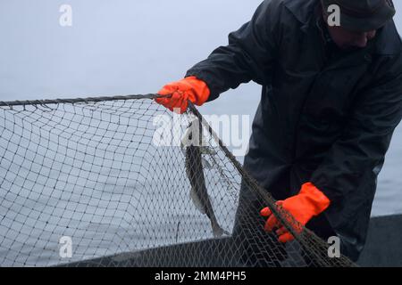 picture of pike in a fish net, European pike caught in spinning, fishing  predator fish, spinning fishing Stock Photo - Alamy