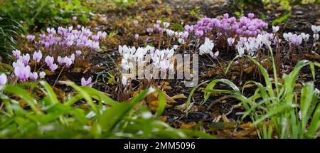 Pink and white autumn flowers of cyclamen hederifolium in a UK woodland garden September Stock Photo