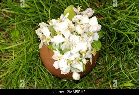 big chocolate egg and soft rabbit bunny toy in green grass sunlight  Stock Photo