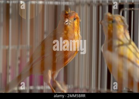 A yellow canary sitting inside a cage Stock Photo