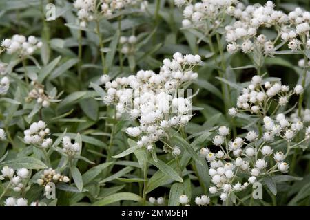 White autumn flowers of Pearly Everlasting, Anaphalis triplinervis in UK garden September Stock Photo