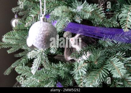 cat playing in Christmas tree Stock Photo
