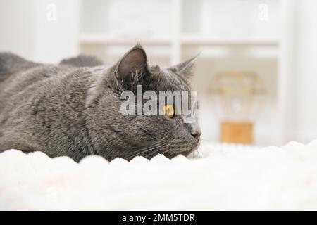 Grey cat chartreuse plays and hunts near the Christmas tree in anticipation of the holiday. New Year and Christmas. Pets. Christmas cat. Stock Photo