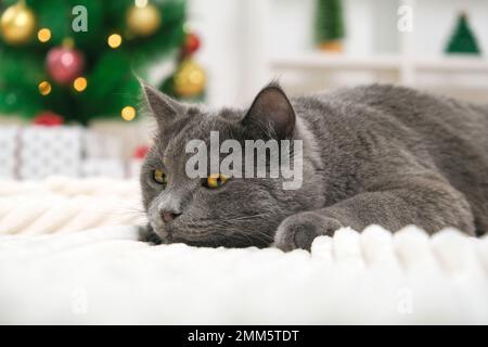 Grey cat chartreuse plays and hunts near the Christmas tree in anticipation of the holiday. New Year and Christmas. Pets. Christmas cat. Stock Photo