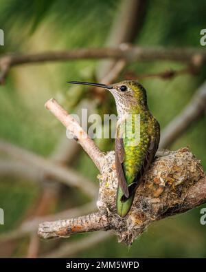 Female Broad-tailed humming (selasphorus platycercus) perched on nest Colorado, USA Stock Photo