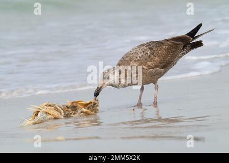 A juvenile Herring gull picks at the remains of a dead fish that washed up on the beach in Fort DeSoto Park, St. Petersburg, Florida. Stock Photo