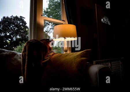 Medium Brown Dog Looking Out Window in Living Room By Lamp Stock Photo