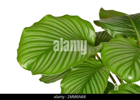 Large striped leaf of exotic 'Calathea Orbifolia' Prayer Plant houseplant on white background Stock Photo