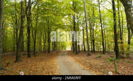 Road through beech tree forest during spring or autumn in Skåne Sweden Stock Photo