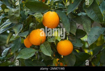 Oranges on tree. Andalusia, Spain. Stock Photo