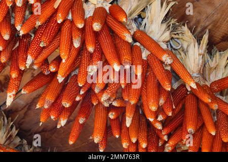 cobs of corn hanging from the ceiling of the farm for drying the corn seeds Stock Photo