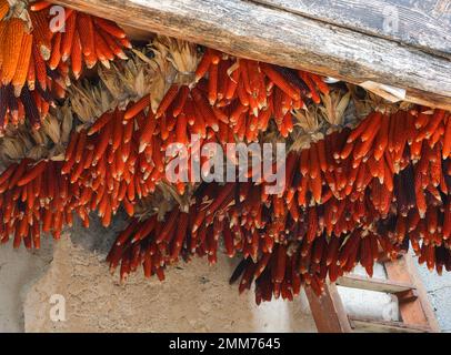 cobs of corn hanging from the ceiling of the farm for drying the corn Kernels Stock Photo