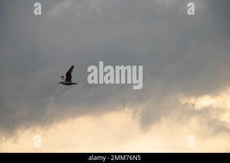 close-up of a seagull at sunset against the sky in flight Stock Photo